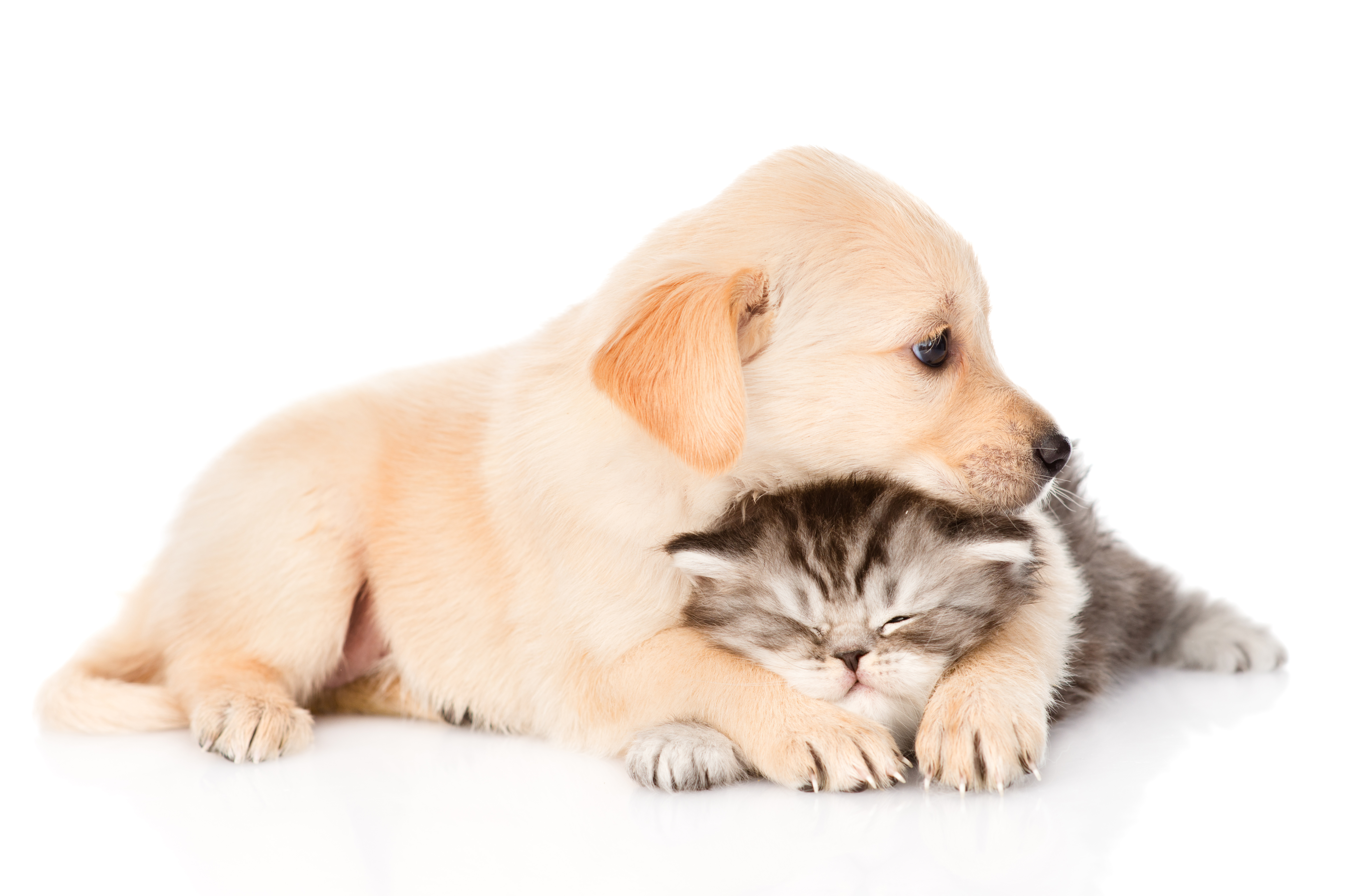 Pets